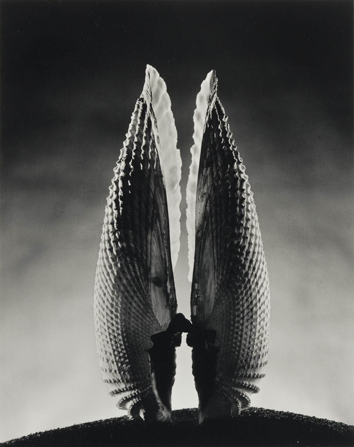 RUTH BERNHARD (1905-2006) Angelwing.
